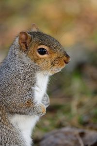 Close-up of squirrel on field