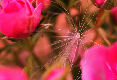 Close-up of pink flower