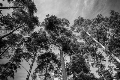 Low angle view of trees against sky
