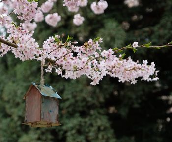 Close-up of cherry blossom