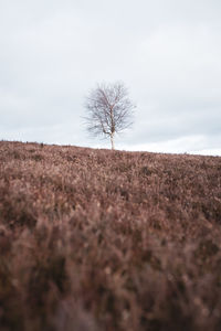 Bare tree on field against sky