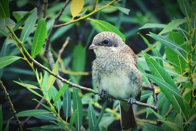 Close-up of bird perching on leaf