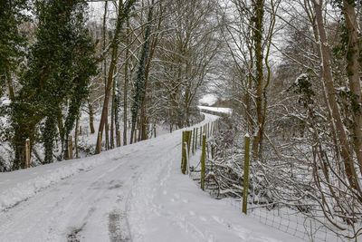 Snow covered trees in forest