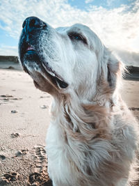 Close-up of a dog looking away