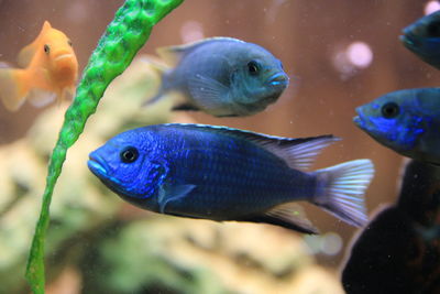 Close-up of fish swimming in sea