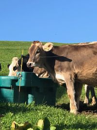 Cows on field against sky