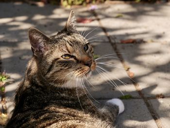 Close-up of a cat looking away