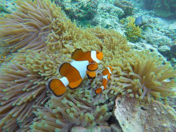 High angle view of clown fish swimming by sea anemone undersea