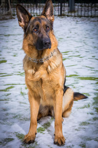 German young shepherd dog performs the commands of the owner running through the snow. 