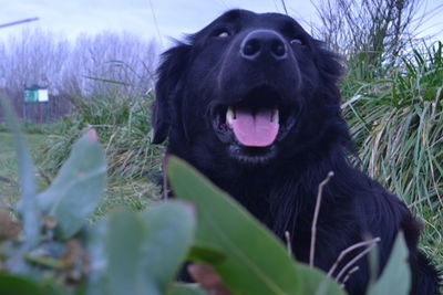 Black dog looking away