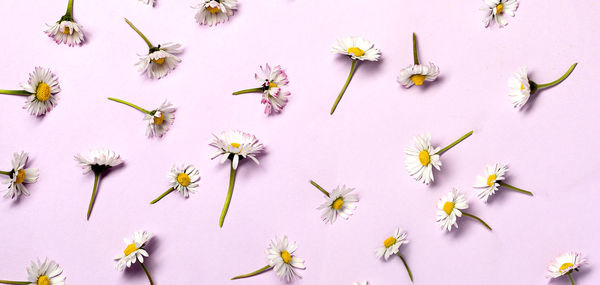 Pattern with fresh daisy flowers on pastel backround.