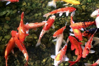 Close-up of koi carps swimming in sea