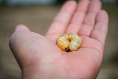 Close-up of person holding leaf