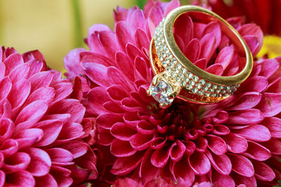 Close-up of pink roses