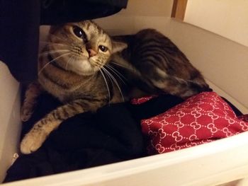 Close-up of cat sitting on floor