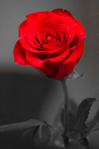 Close-up of red rose