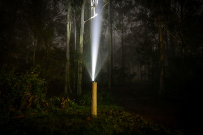 Illuminated trees in forest at night