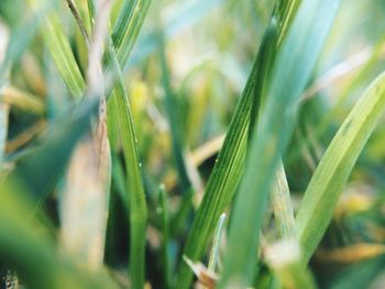 Close-up of grass