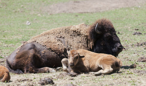 American bison with calf on field