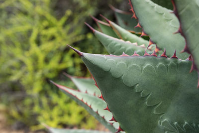 Close-up of succulent plant