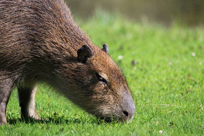 Eating capybara 