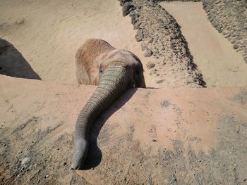 View of elephant trunk on concrete wall