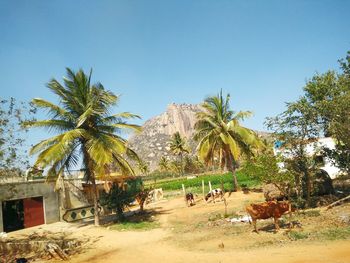 Palm trees on beach against clear sky