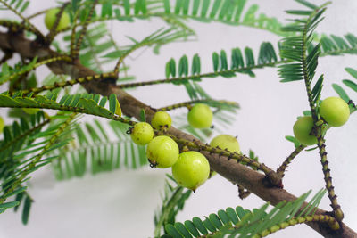 Close-up of indian gooseberry branch