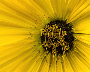 Full frame shot of sunflower