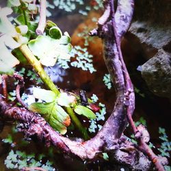 Close-up of purple flowering plant