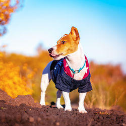 Tsunami the jack russell terrier standing on a volcanic rock ridge in an autumnal landscape on etna