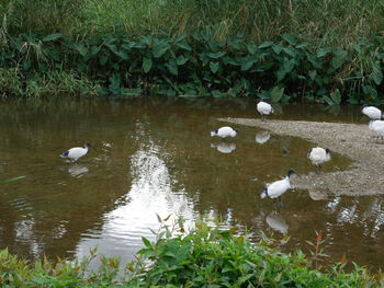 View of birds in lake