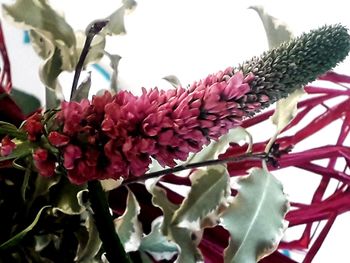 Close-up of pink flowering plant