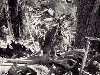 Close-up of dry leaves on field