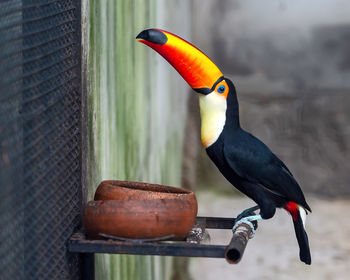 Close-up of bird perching on metal