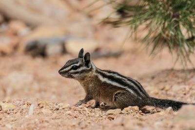 Close-up of squirrel on rock