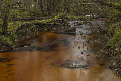 Scenic view of river in forest