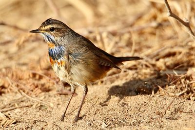 Close-up of bird perching on field