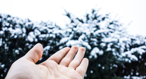 Close-up of human hand against blurred plants