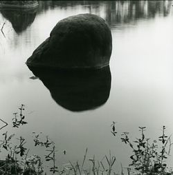 Reflection of trees in water