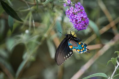 Close-up of butterfly pollinating on purple flower