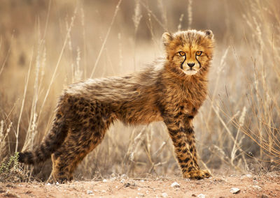 Portrait of wild animal on field