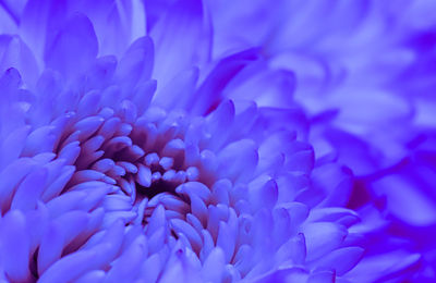 Close-up of yellow flower