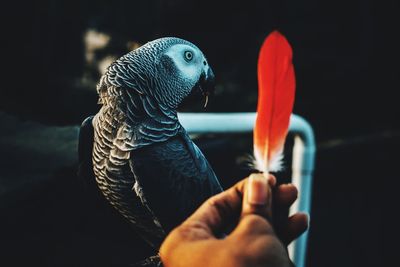 Close-up of hand holding bird