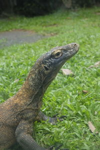 Komodo dragon, varanus komodoensis, also known as the komodo monitor