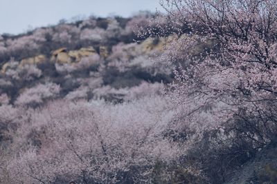 Close-up of flower tree against sky