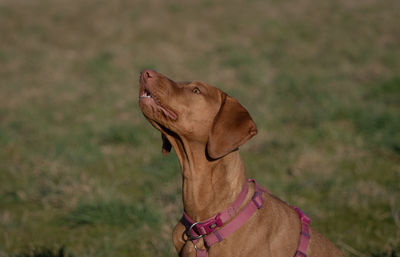 Close-up of dog