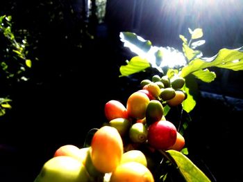 Close-up of berries growing on plant