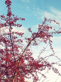 Low angle view of pink flowers