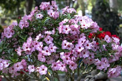 Close-up of pink flowering plants